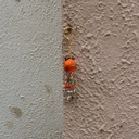 Handmade Beaded Keychain