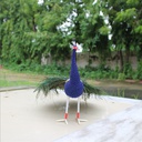 Handmade Decorative Beadwork Peacock