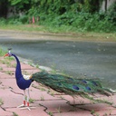 Handmade Decorative Beadwork Peacock